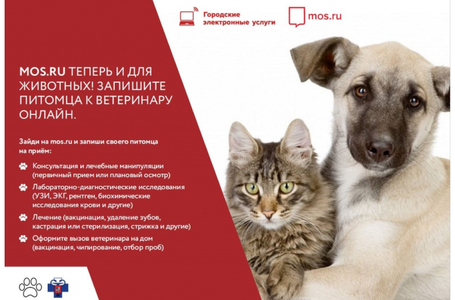 К ветеринару