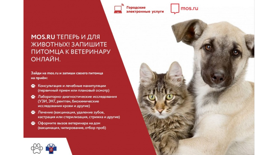 К ветеринару